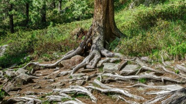 Curăţarea cu apă – cum ajută Geberit AquaClean la economisirea lemnului