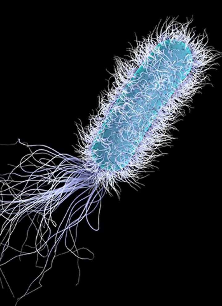 Legionella sub microscop